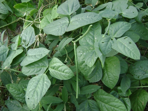 Vigna cylindrica